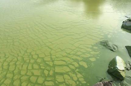 Lake Taihu Algae Blooms
