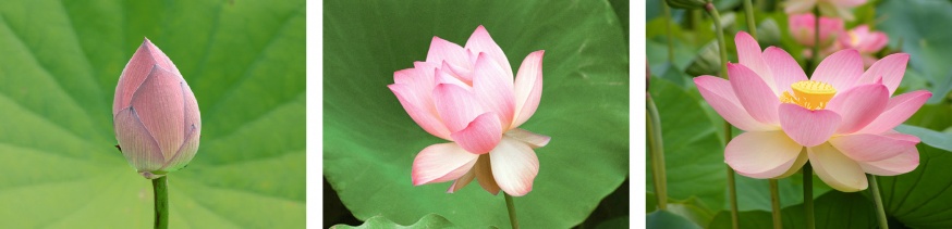three stages of the lotus flower