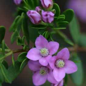 The boronia flower